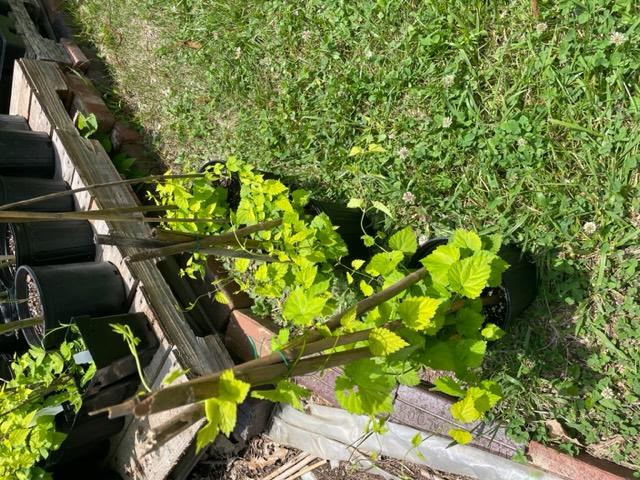 Humulus lupulus 'Sunbeam'